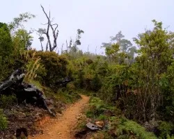 Camino al chirripó