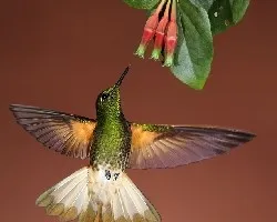 Boissonneaua flavescens