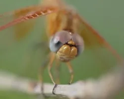Libélula