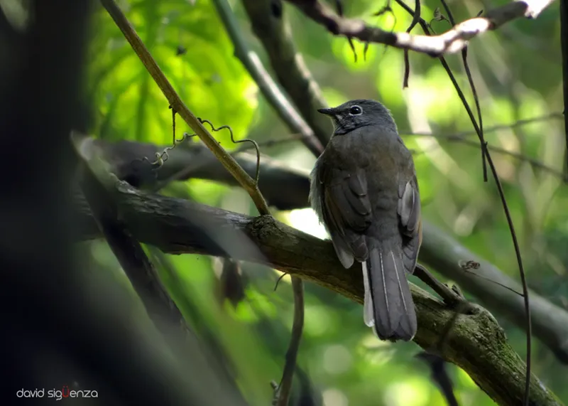 Parque Nacional El Boquerón, San Salvador