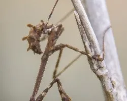 Empussa pennata
