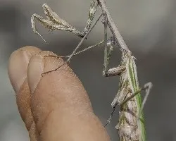 Empussa pennata