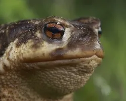 Bufo-bufo