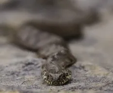 Natrix maura