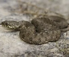 Natrix maura