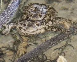 Bufo-bufo