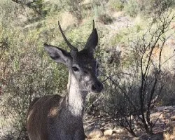 Cervatillo