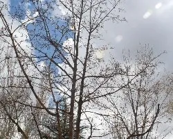 Arbol al sol