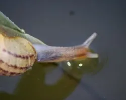 Caracol col col