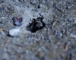 Hormigas negras