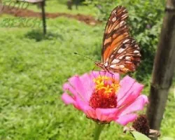 mariposas