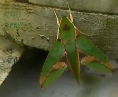 Mariposa