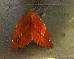 Mariposa