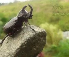 Oryctes nasicornis