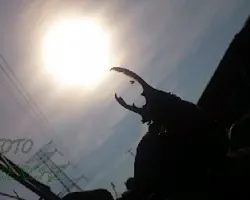Escarabajo 