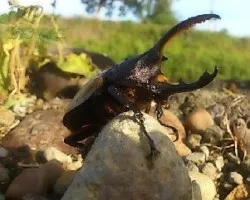 Dynastes hercules