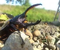 Dynastes hercules