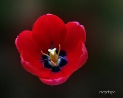 Tulipa gesneriana