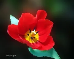 Tulipa gesneriana