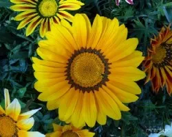 Gazania