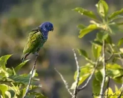 Pionus menstruus