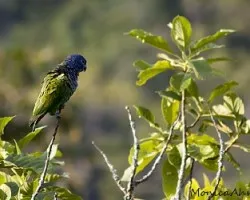 Pionus menstruus