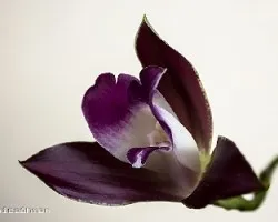 Identificar