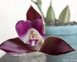 Lycaste hibrido
