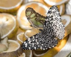 Hamadryas feronia