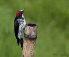 Melanerpes formicivorus