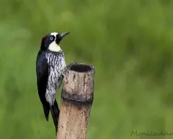 Melanerpes formicivorus