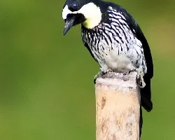 Melanerpes formicivorus