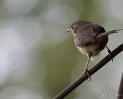 Troglodytes aedon