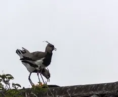 Vanellus chilensis