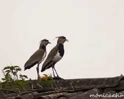Vanellus chilensis