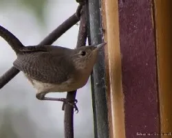 Troglodytes aedon