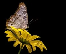 Anartia jatrophae