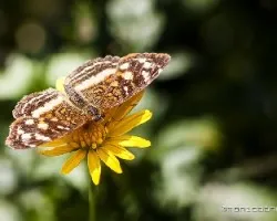 MARIPOSA