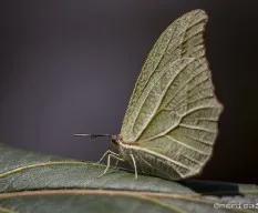 Mariposa
