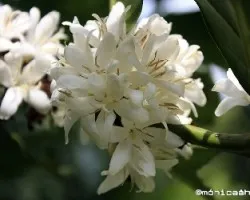Coffea arabica