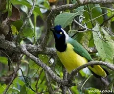 Cyanocorax yncas