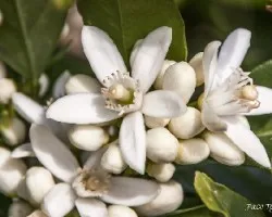 Flor de azahar