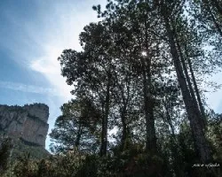La tenalla