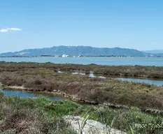 Delta del ebro