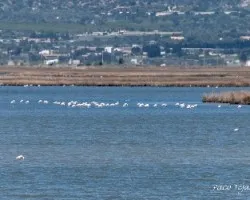 Delta del ebro