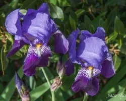 Iris lutescens