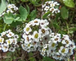 Lobularia marítima