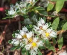 Paronychia argentea