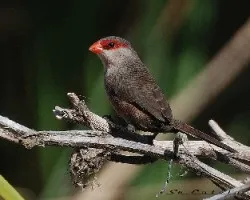 Estrilda astrild