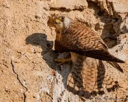 Falco naumanni